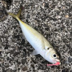 渋い釣果が続きます